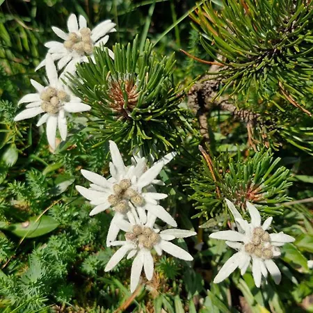 Lejlighed Apartma Jasen *