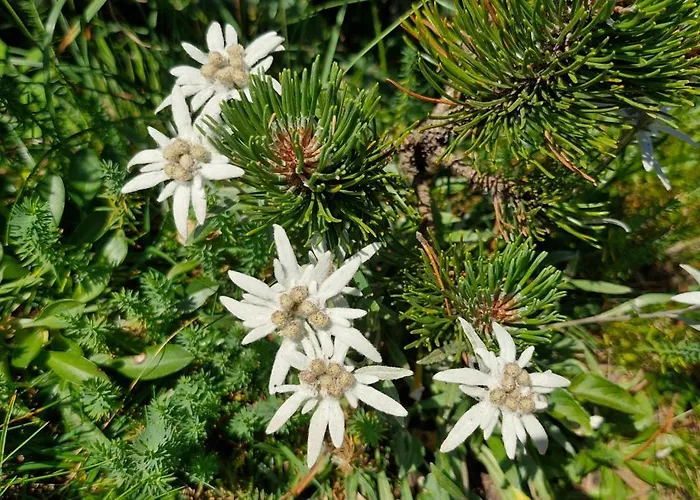 Apartamento Apartma Jasen *